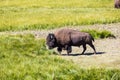 Bisons in Yellowstone National Park, Wyoming, USA Royalty Free Stock Photo