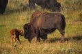 Bisons with young calfs on field in Yellowstone National Park