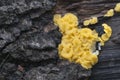 Bisporella citrina [Calycella citrina] Royalty Free Stock Photo