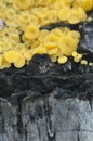 Bisporella citrina [Calycella citrina] Royalty Free Stock Photo