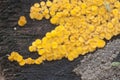 Bisporella citrina [Calycella citrina] Royalty Free Stock Photo