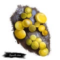 Bisporella citrina, fairy cups or lemon discos mushroom closeup digital art illustration. Boletus have smooth, bright yellow fruit