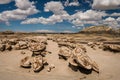 Bisti Egg Garden