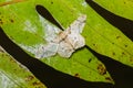 Biston inouei moth on dried leaf