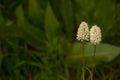 Bistort Bistorta bistortoides White Wildflowers Detail