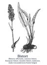 Bistort. Vector hand drawn plant. Vintage medicinal plant sketch.