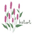 Bistort vector illustration