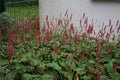 Bistorta amplexicaulis blooms in autumn. Berlin, Germany