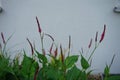 Bistorta amplexicaulis, synonym Persicaria amplexicaulis, the red bistort or mountain fleece, is a species of flowering plant.