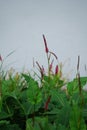 Bistorta amplexicaulis, synonym Persicaria amplexicaulis, the red bistort or mountain fleece, is a species of flowering plant.