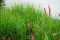 Bistorta amplexicaulis, synonym Persicaria amplexicaulis, the red bistort or mountain fleece, is a species of flowering plant.