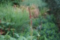 Bistorta amplexicaulis, synonym Persicaria amplexicaulis, the red bistort or mountain fleece, is a species of flowering plant.