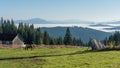 BISTRITA, TRANSYLVANIA/ROMANIA - SEPTEMBER 18 : Horses grazing o