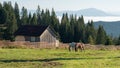 BISTRITA, TRANSYLVANIA/ROMANIA - SEPTEMBER 18 : Horses grazing o