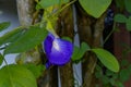 Biswanath Chariali, Assam - 16 July 2018 : An Asian pigeowings & x28;Clitoria ternatea& x29; is blooming.