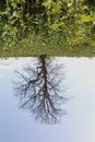 A bit fun photo, A Oak Tree growing upside down - stock photo Royalty Free Stock Photo