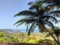 Roadside share palm tree over looking island