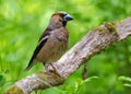 Soggy Male hawfinch sits on a dry aged mossy stick with green background