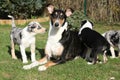 of Collie Smooth with puppies in the garden