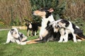 of Collie Smooth with puppies in the garden