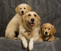 and puppies in studio Royalty Free Stock Photo