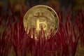 Bitcoin BTC Crypto Physical Coin Placed on Red Cactus Spikes