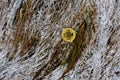 Bitcoin coin on a background of snowy grass and old leaves