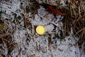 Bitcoin coin on a background of snowy grass and old leaves