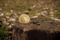 Bitcoin comes out of a tree trunk with a background of grass