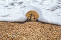 The bitcoin covered by a wave on the sandy seashore Royalty Free Stock Photo