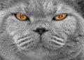 Bitcoin cryptocurrency cat eyes Royalty Free Stock Photo