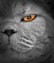 Bitcoin Cryptocurrency Cat Face Eye