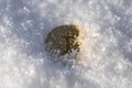 Bitcoin. Cryptocurrency on snow, in the background. The concept of freelancing, the stock exchange. Gold bitcoin on cold