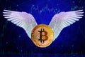 Bitcoin e-cryptocurrency with wings flies on blue technological background, using network interface, peer-to-peer payment system,