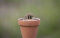 Bitcoin in a Flower pot filled with soil Royalty Free Stock Photo