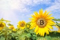 Bitcoin in the flowers of sunflower in the rays of bright sun Royalty Free Stock Photo