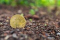 Bitcoin in ground. Mining Golden Bitcoins concept