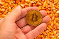 Bitcoin in hand over corn kernels heap