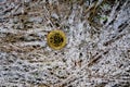 Bitcoin coin on a background of snowy grass and old leaves