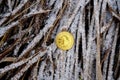 Bitcoin coin on a background of snowy grass and old leaves