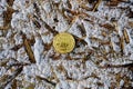 Bitcoin coin on a background of snowy grass and old leaves