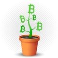 Bitcoin plant grows in flowerpot Royalty Free Stock Photo