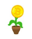 Bitcoin plant in pot. Cryptocurrency flower Royalty Free Stock Photo