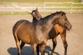 The bite of a horse Royalty Free Stock Photo