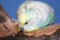 Biting Budgie Bird Royalty Free Stock Photo