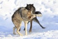 Biting down on timber wolf Royalty Free Stock Photo