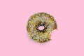 biting eating brown doughnut donut with glaze on pink background. unhealthy junk dessert