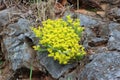 Biting stonecrop or Sedum acre perennial flowering plant with bright yellow starry flowers growing between massive rocks