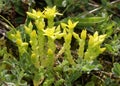 Biting Stonecrop