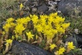 Biting Stonecrop